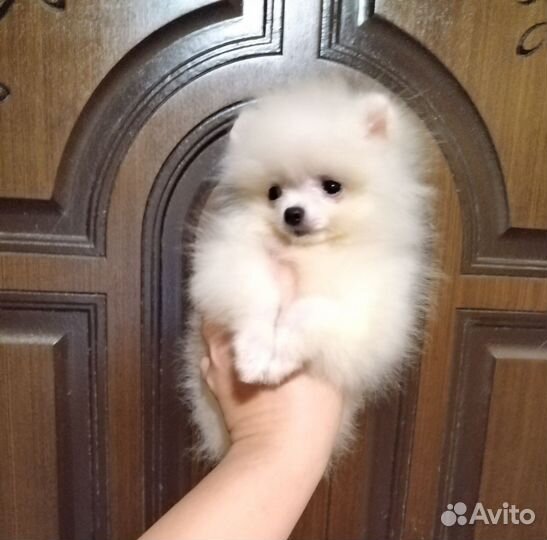 Супер мини белые малыши