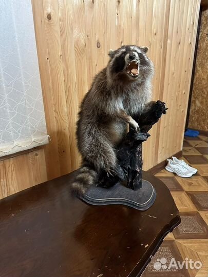 Шкура енота