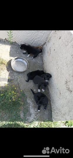 Щенки