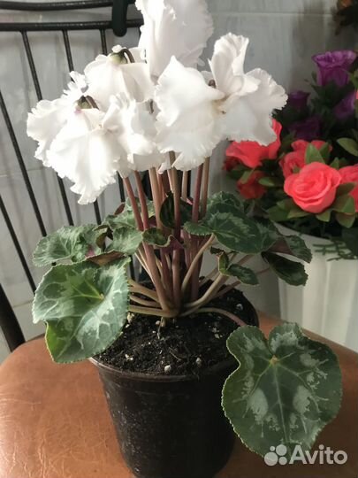 Комнатные цветы