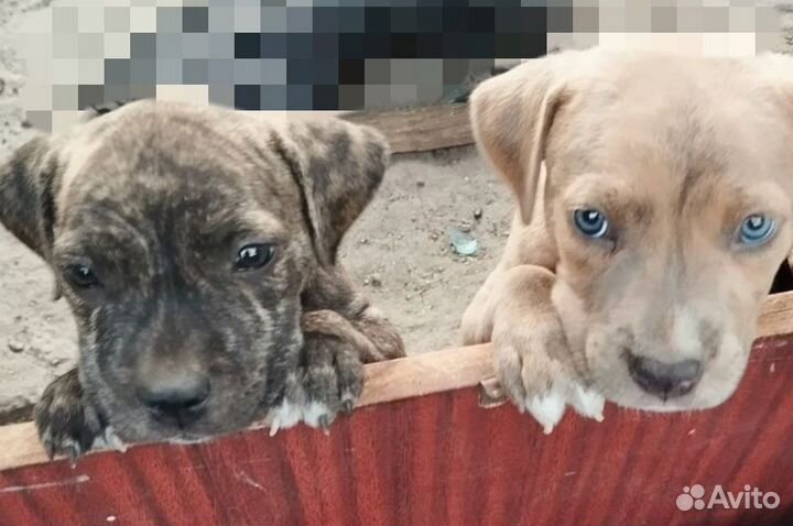 Щенки амстаффа