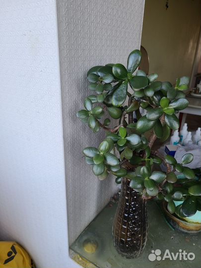 Денежное дерево толстянка в горшке