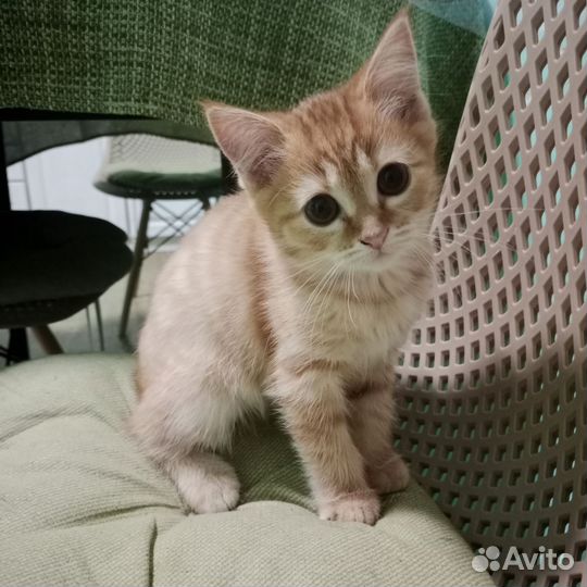 Кошки в добрые руки бесплатно