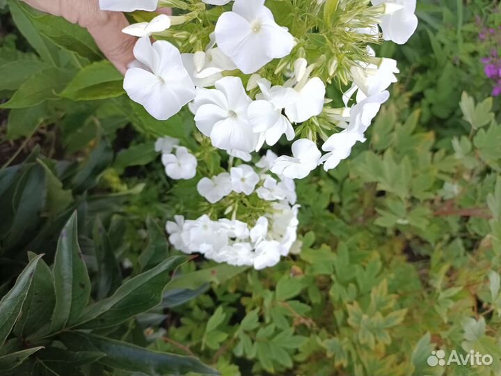 Многолетники садовые