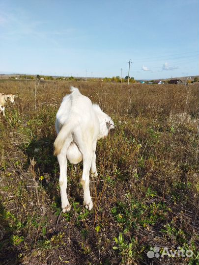 Продаётся козёл