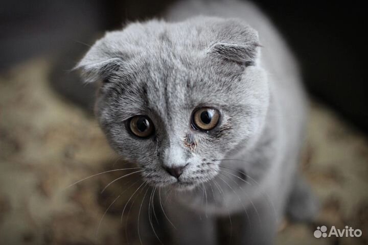 Объектив Canon EF 50mm 1.8 ii