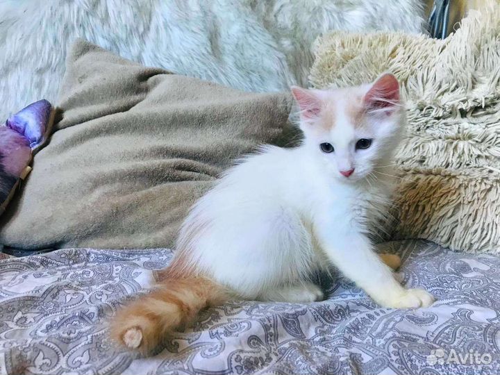 Пушистый котенок мальчик ищет дом