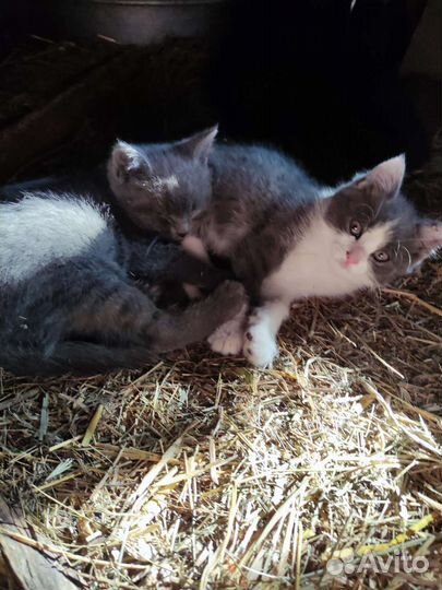 Котëнок в добрые руки