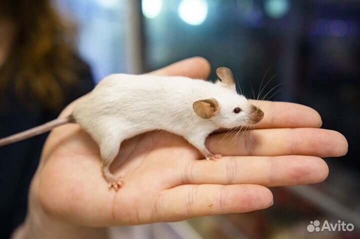 Декоративные мыши