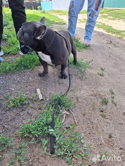 Французский бульдог