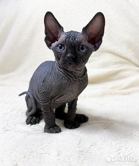 Канадский сфинкс