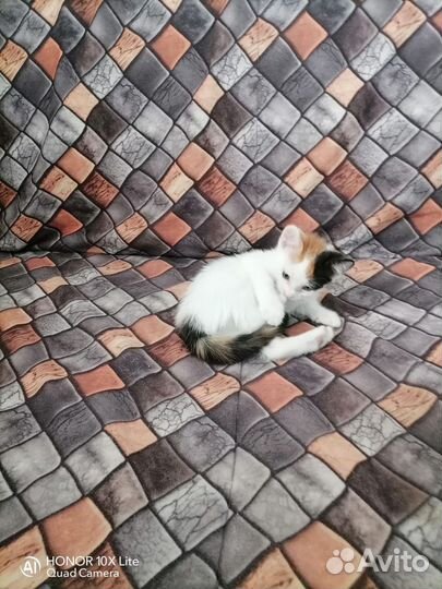 Котята в добрые руки бесплатно