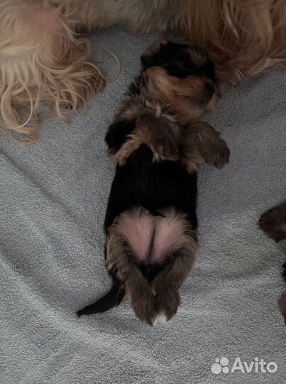 Йоркширский терьер