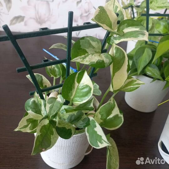 Сциндапсусы и эпипремнумы