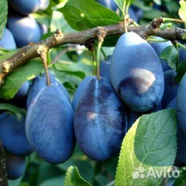 Саженцы сливы, алычи, колоновидные сливы