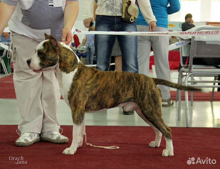 Американский Стаффордширский терьер кобель