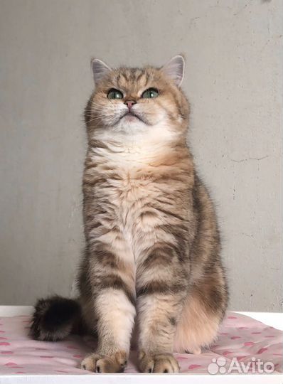 Британская