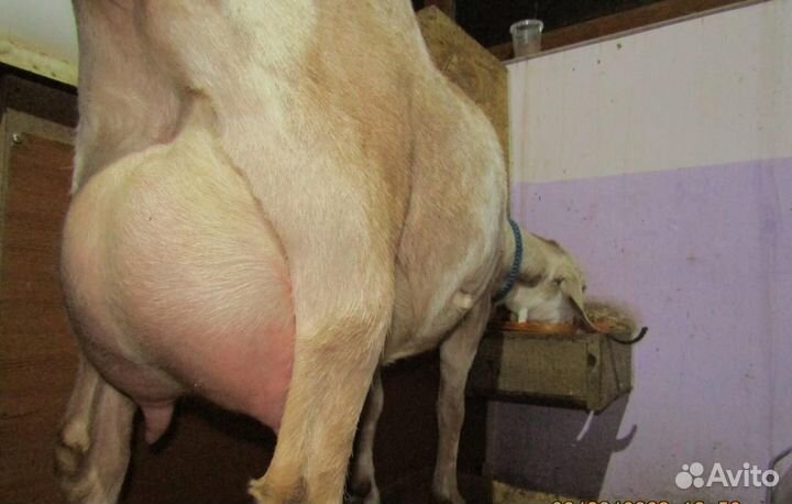 Коза нубийская