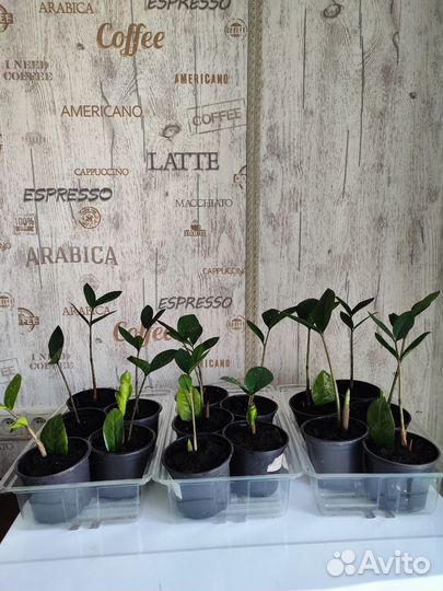 Замиокулькас