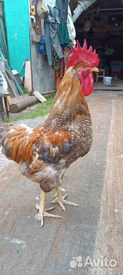 Петух