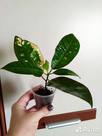 Кротоны Вилма