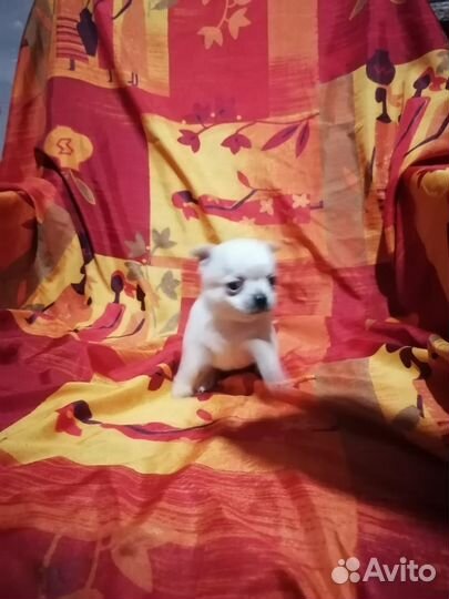 Щенки чихуахуа супер мини