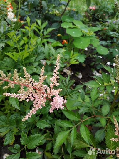 Многолетники