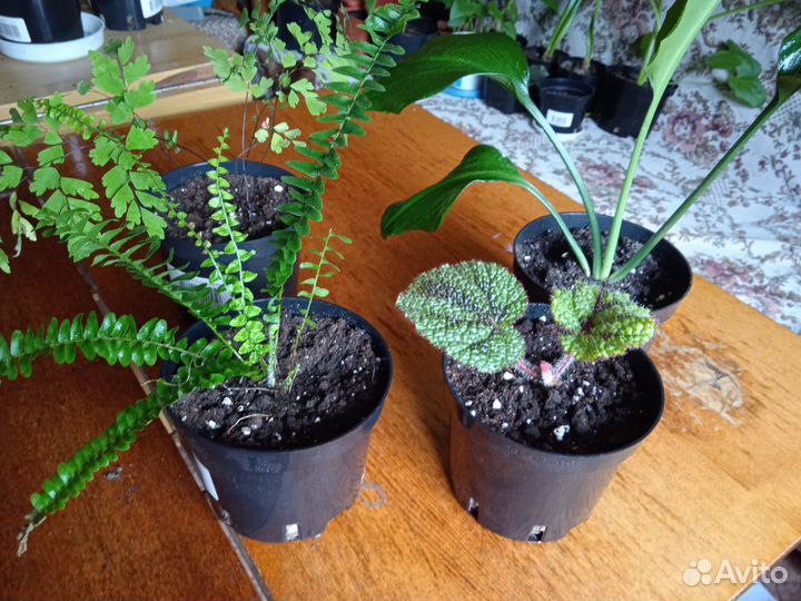 Комнатные цветы