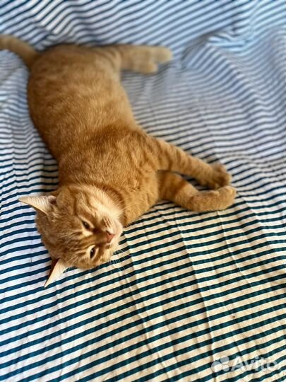 Кот молодой