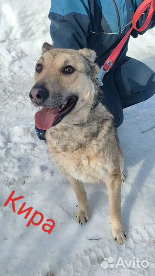 Собака в добрые руки