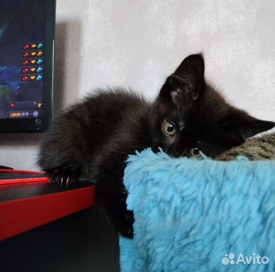 Котик ищет дом