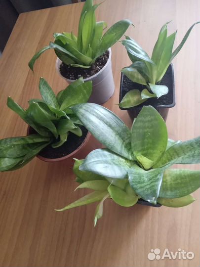 Сансевиерия ханни