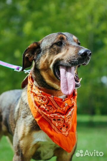 Собака Август очень ищет дом