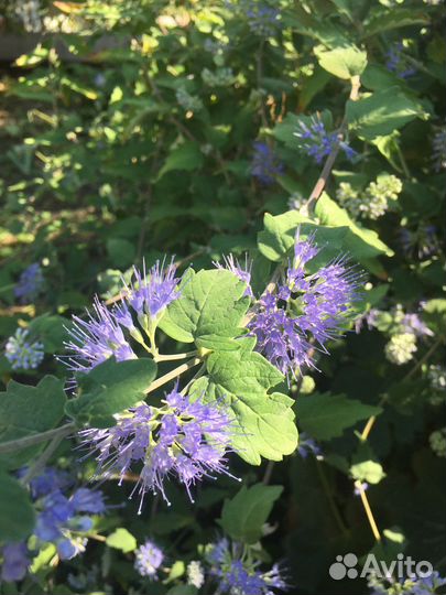 Кариоптерис