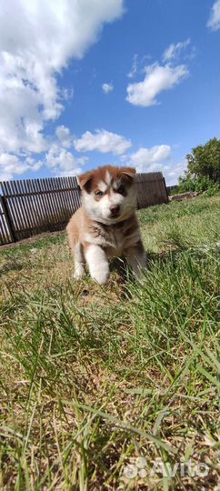 Щенок хаски девочка