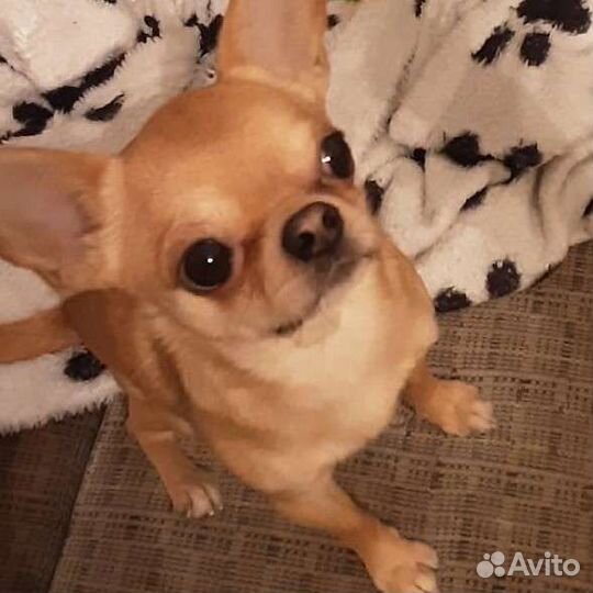 Вязка, Чихуахуа, мини 1,5кг.здоров, без дефекто