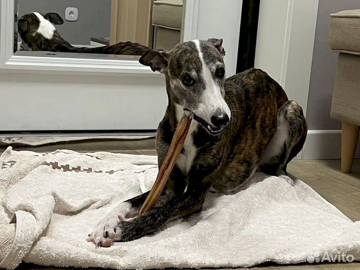 Корм для собаки. ту и гост качество