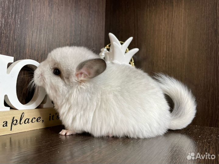 Персидская королевская ангора