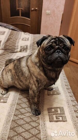 Мопс тигровый