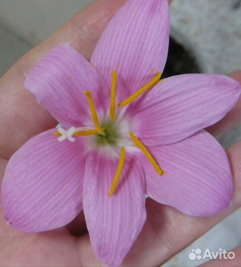 Комнатные цветы, зефирантес