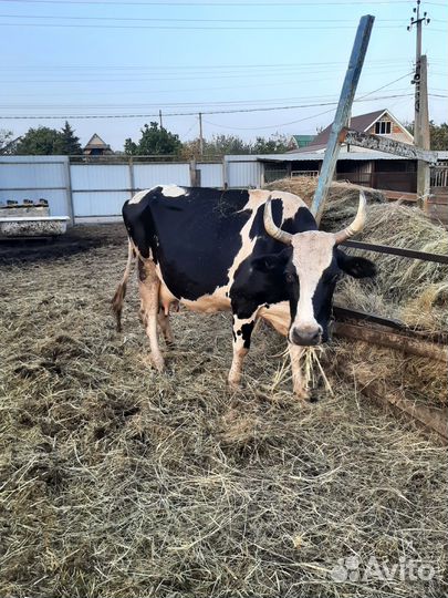 Корова двойная