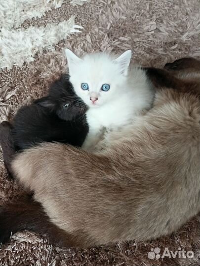 Обычные котята