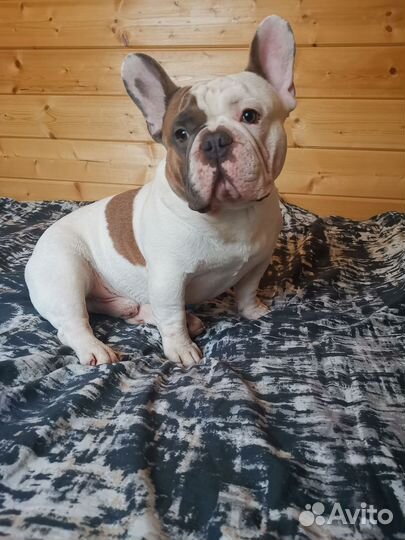 Французский бульдог