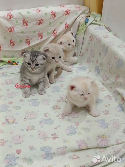 Шотландские котята