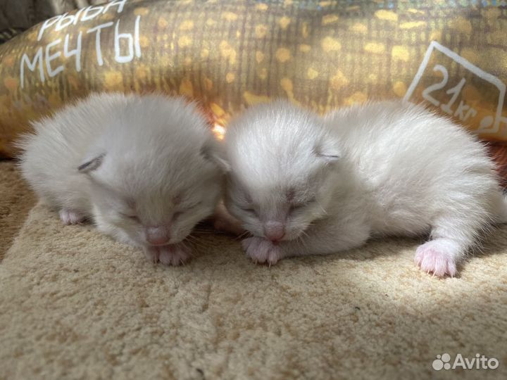Шотландские котята
