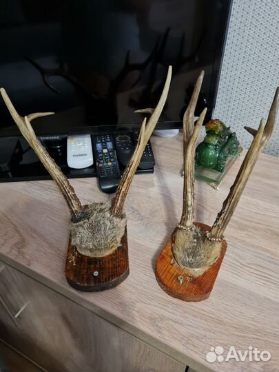 Продам рога оленя