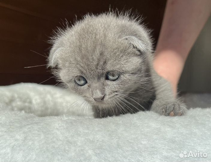 Котенок вислоухий Тиффани