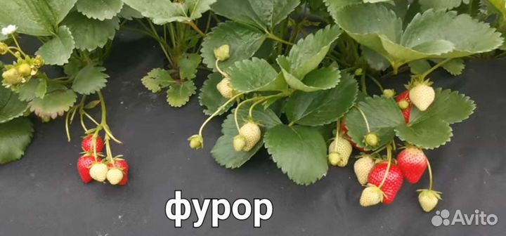 Рассада клубники