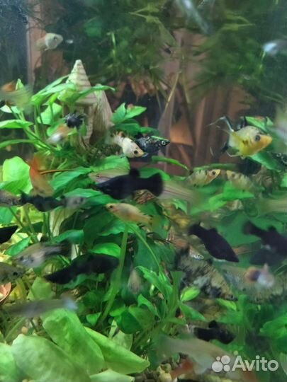 Аквариумные рыбки