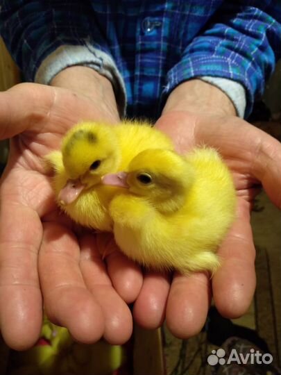 Утята индоутки